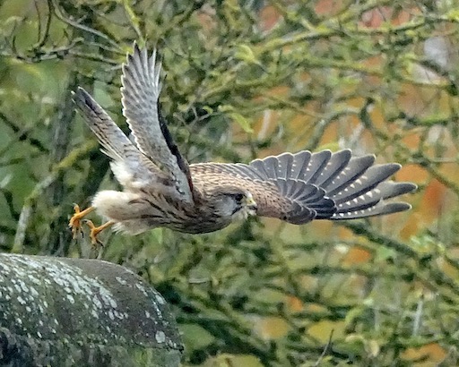 kestrel